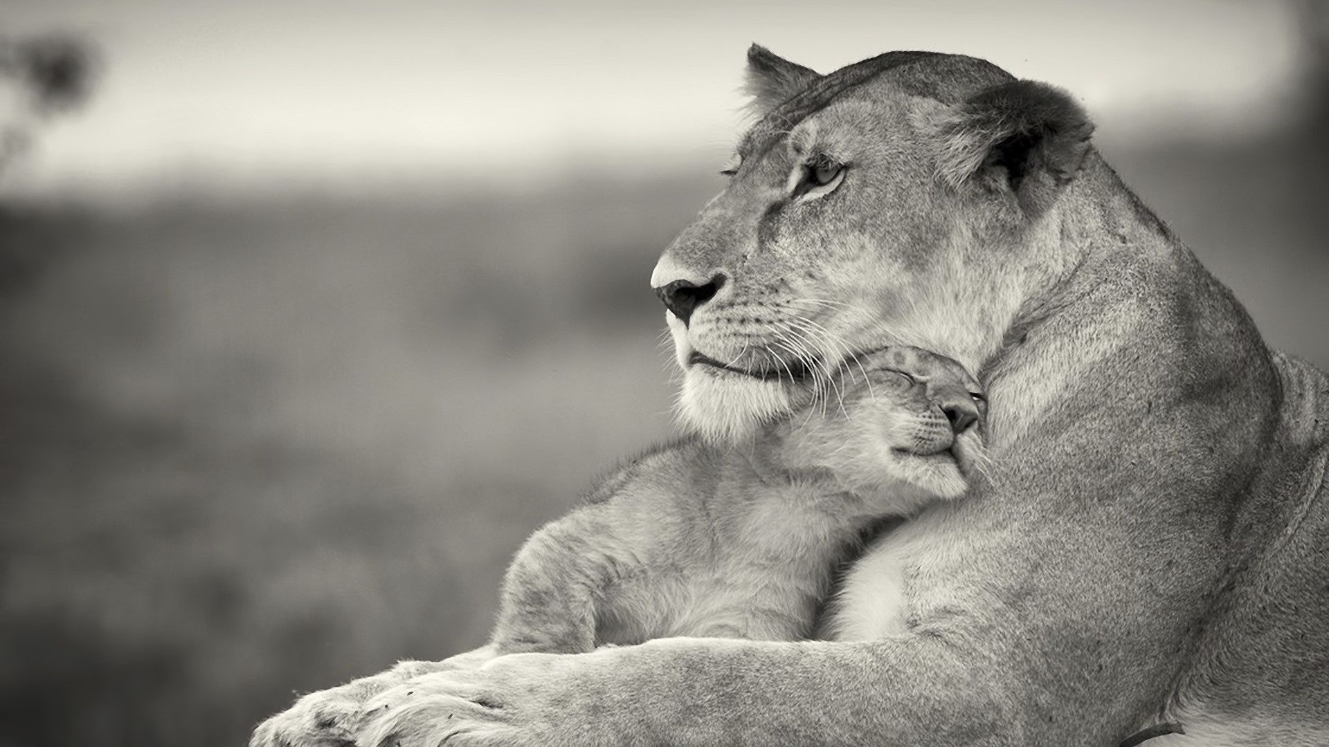 Löwin, Löwenjunges, Kuscheln, Mutterliebe, Sepia, 16:9, Full-HD-Hintergrundbild für den Desktop