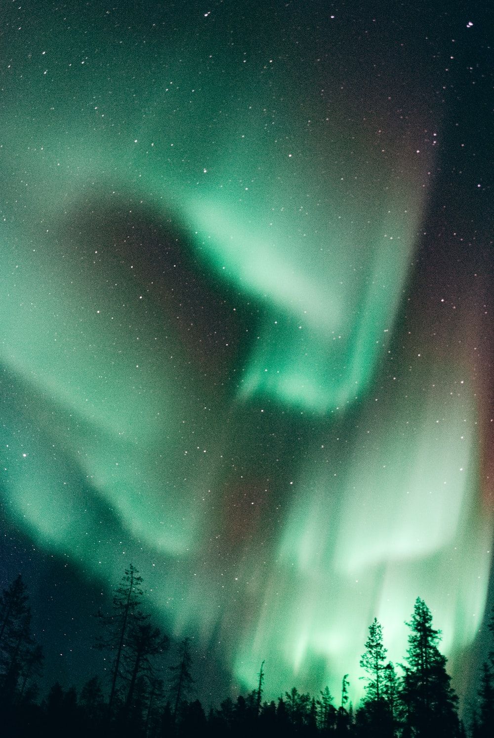 Nordlicht, Tannen, Grün, Nachthimmel, HD, iPad-Hintergrundbild
