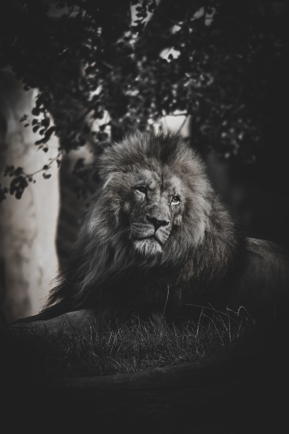Löwe, Baum, Liegend, Dunkel, Tierfotografie, Hochformat, Hintergrundbild fürs Smartphone