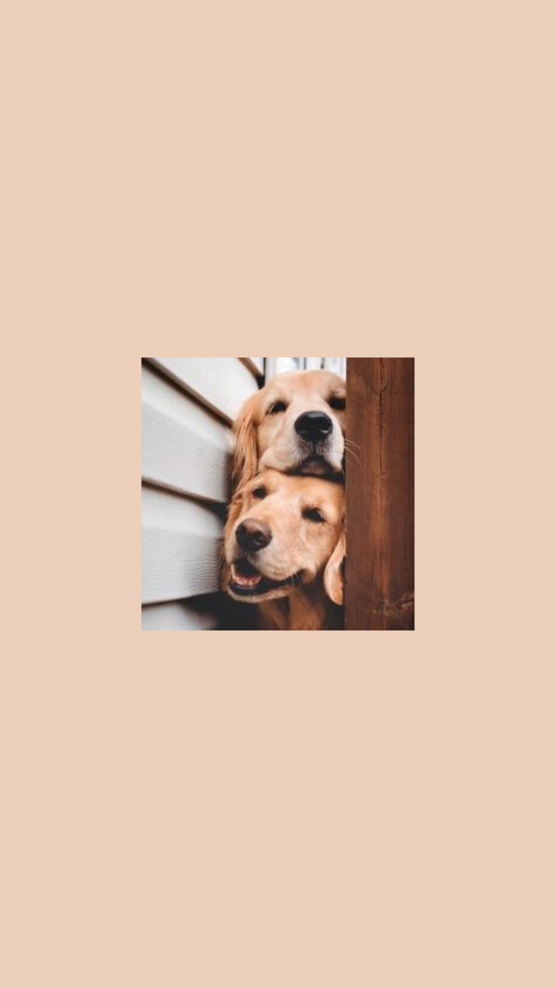 Golden Retriever, Welpen, Treppe, Pfirsichfarben, Minimalismus, Full HD, Handy-Hintergrund