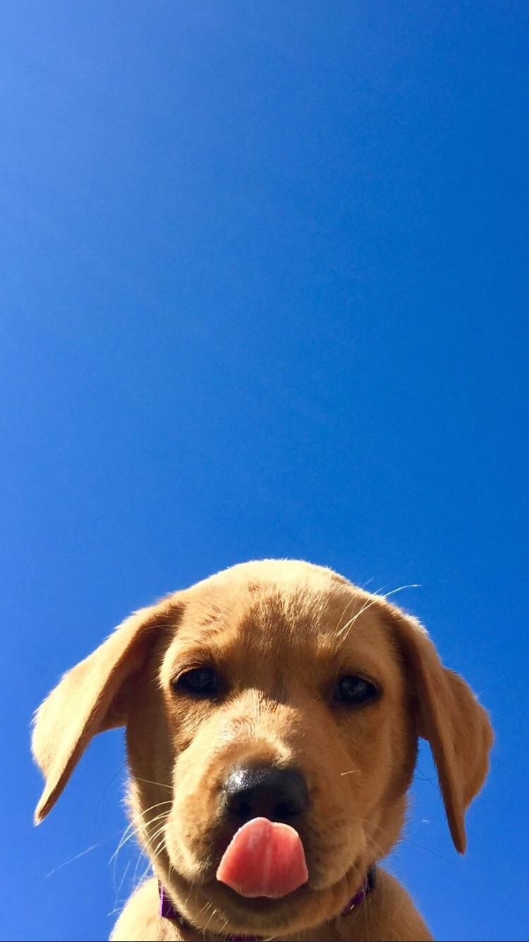 Golden Retriever, Welpe, Zunge, Blauer Himmel, Lustig, HD, Sperrbildschirm fürs iPhone