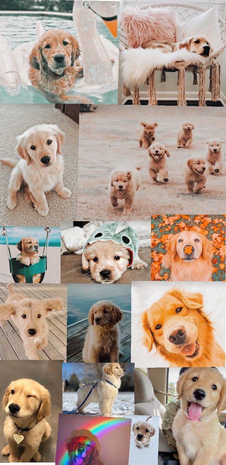 Collage, Golden Retriever, Welpen, Pastell, Ästhetik, HD, Hintergrundbild fürs Handy