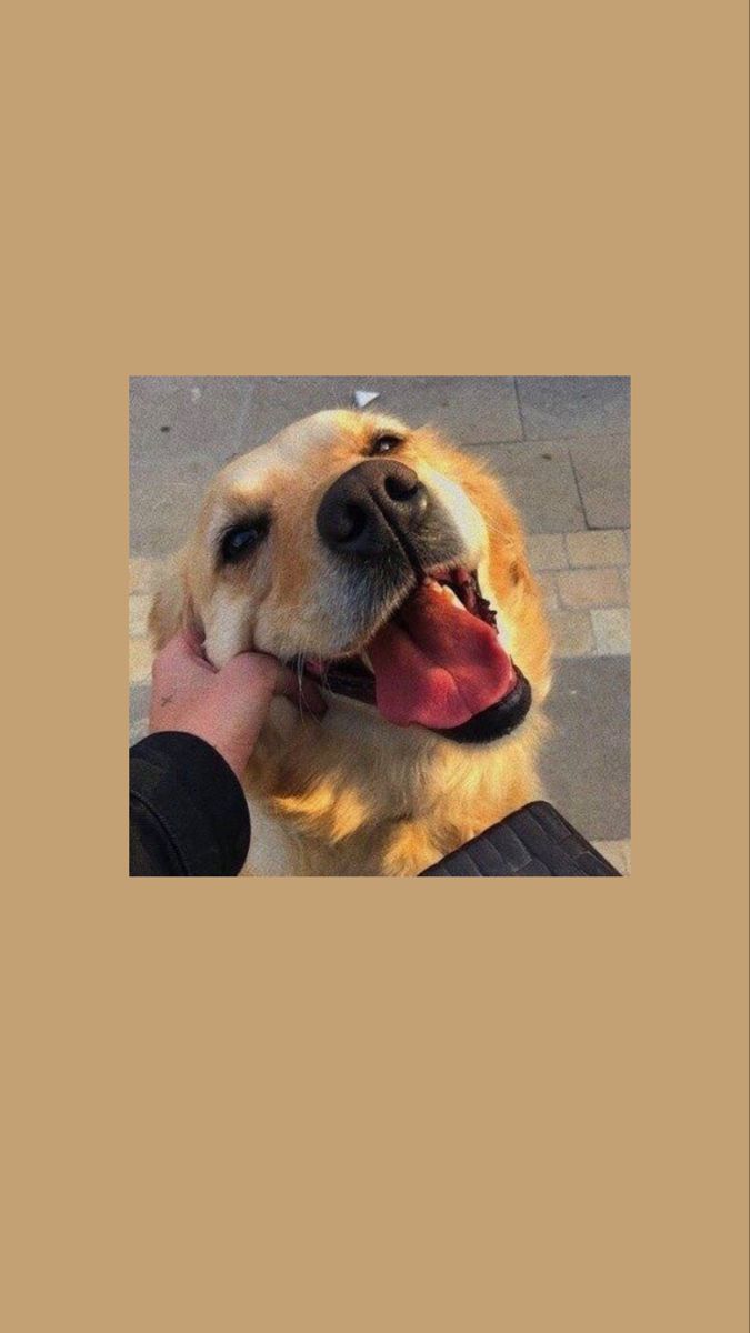 Golden Retriever, Lachen, Zunge, Hand, Beige, Hochformat, Hintergrundbild fürs Smartphone