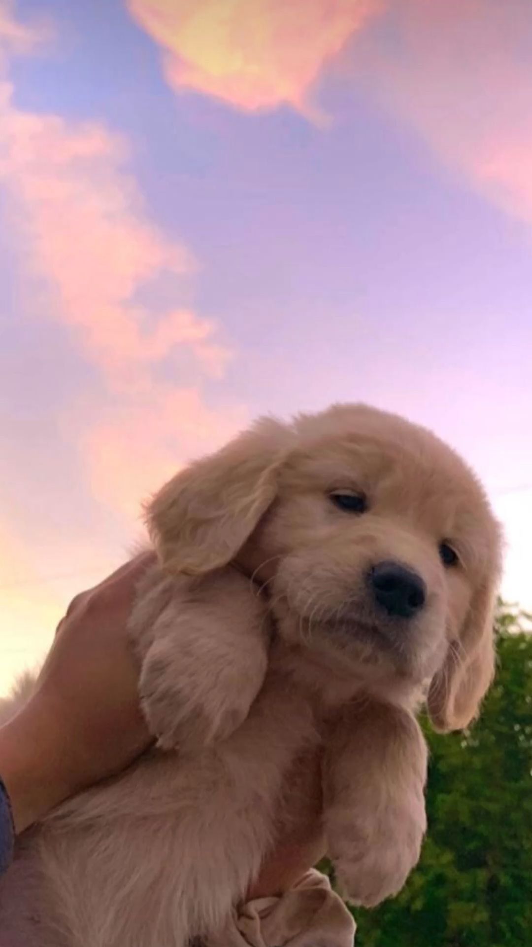 Golden Retriever, Welpe, Hand, Rosa Wolken, Abendhimmel, 1080x1920, Handy-Hintergrund
