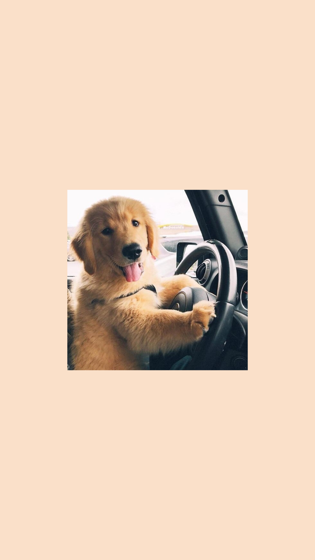 Golden Retriever, Auto, Lenkrad, Pfirsichfarben, Lustig, Android-Hintergrundbild