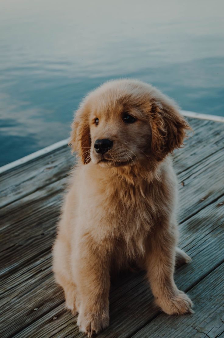 Golden Retriever, Welpe, Steg, Meer, Sitzend, HD, Handy-Hintergrund im Hochformat