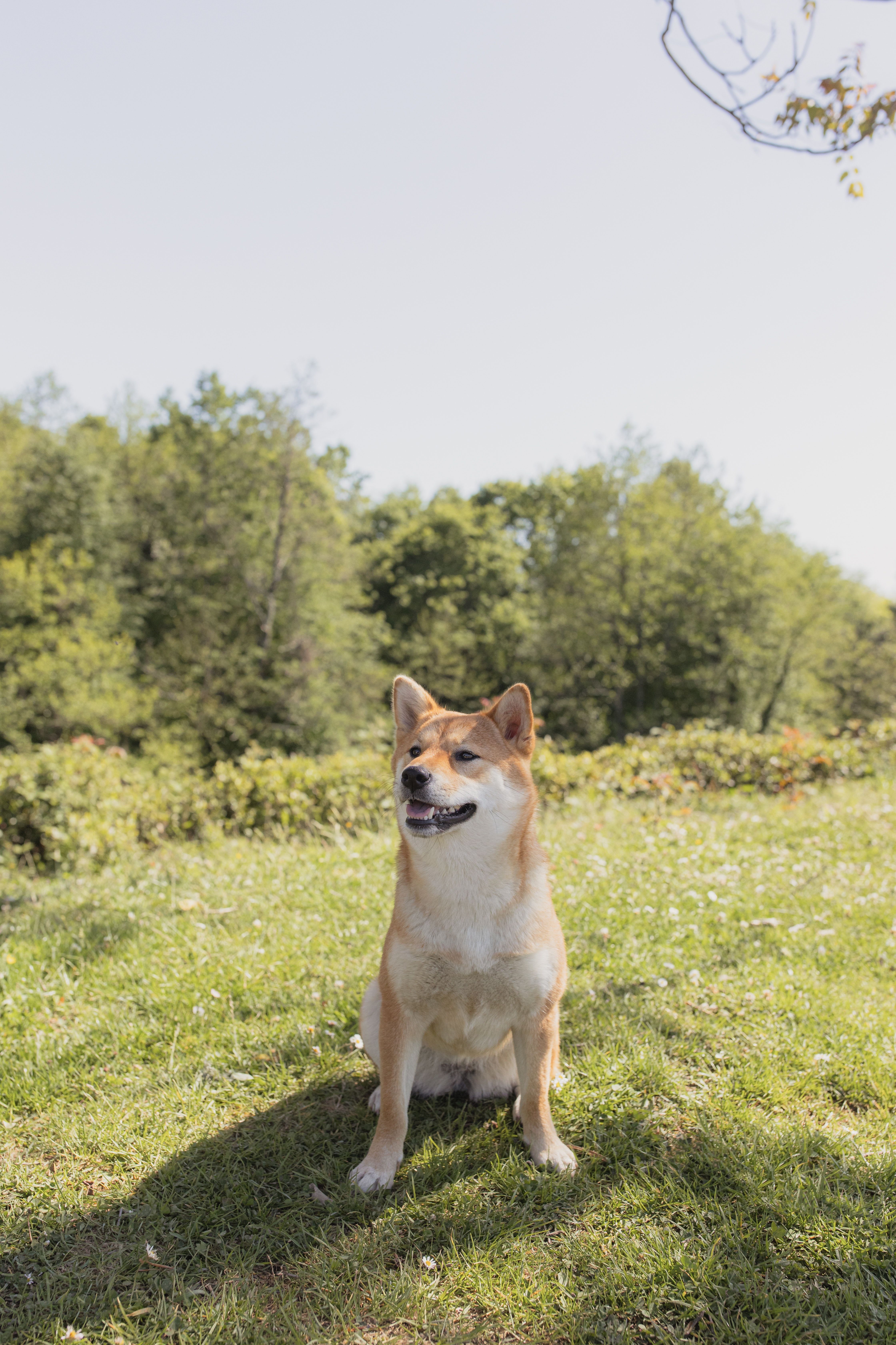 Shiba Inu, Wiese, Bäume, Sommer, Natur, QHD+, Hintergrundbild fürs Handy