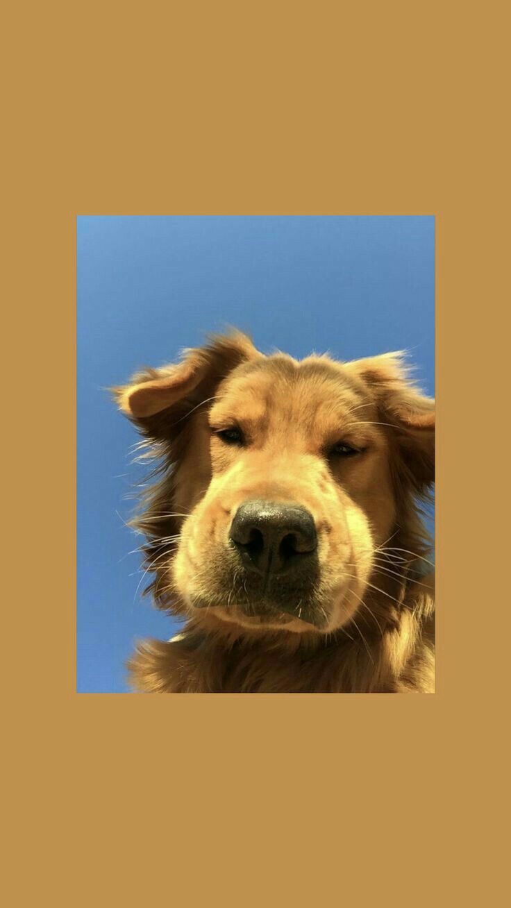 Golden Retriever, Nahaufnahme, Blauer Himmel, Senfgelb, Rahmen, HD, iPhone-Hintergrundbild