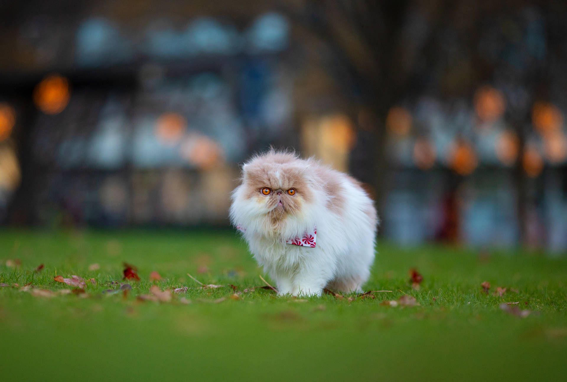 Perserkatze, Katze, Wiese, Bokeh, Flauschig, Full HD, Desktop-Hintergrund für Windows