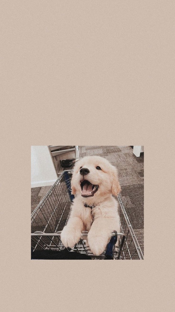 Golden Retriever, Welpe, Hundebox, Beige, Minimalismus, HD, Hintergrundbild fürs Handy