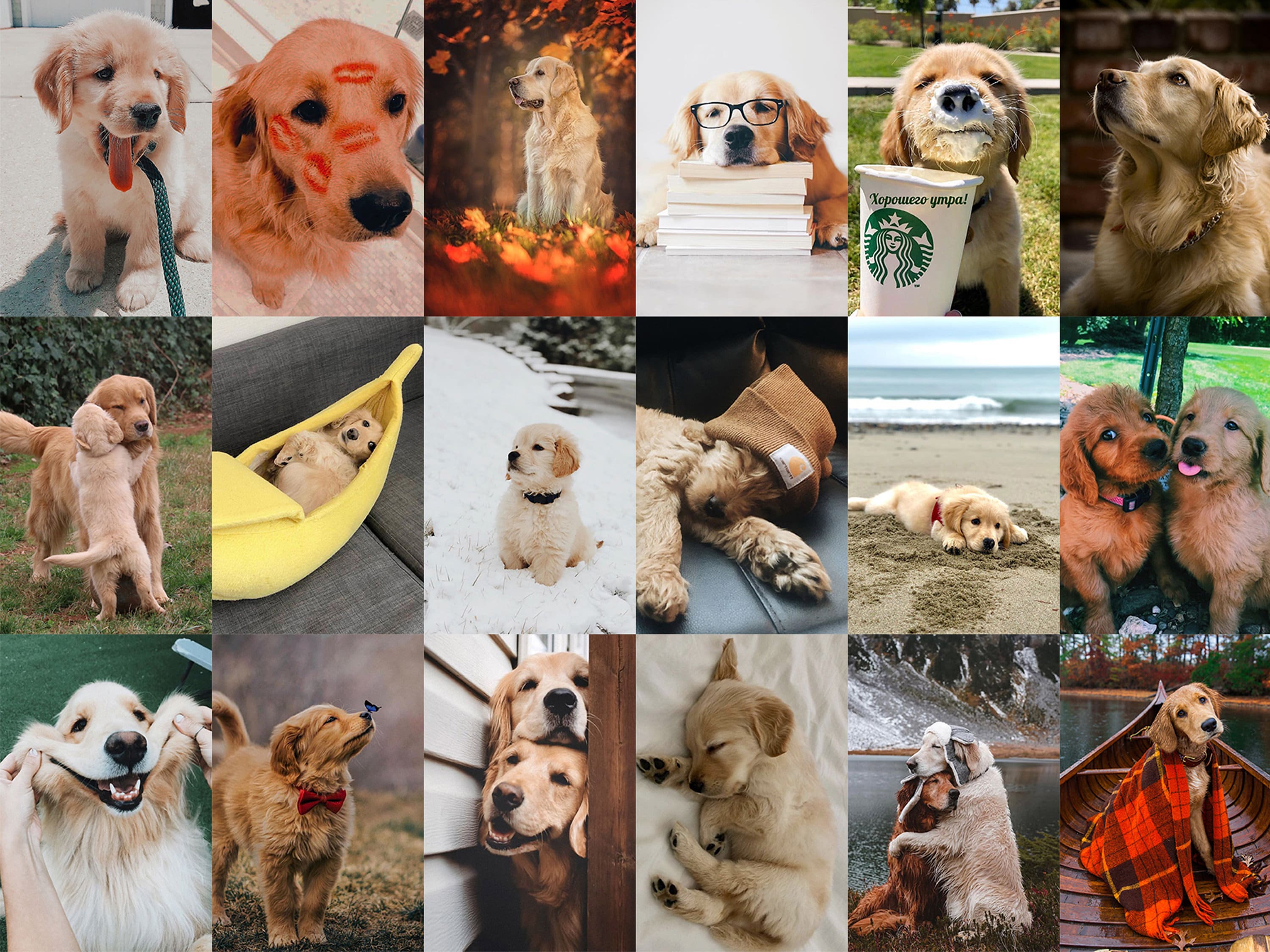 Collage, Golden Retriever, Welpen, Starbucks, Niedlich, 2K, Hintergrundbild fürs Tablet