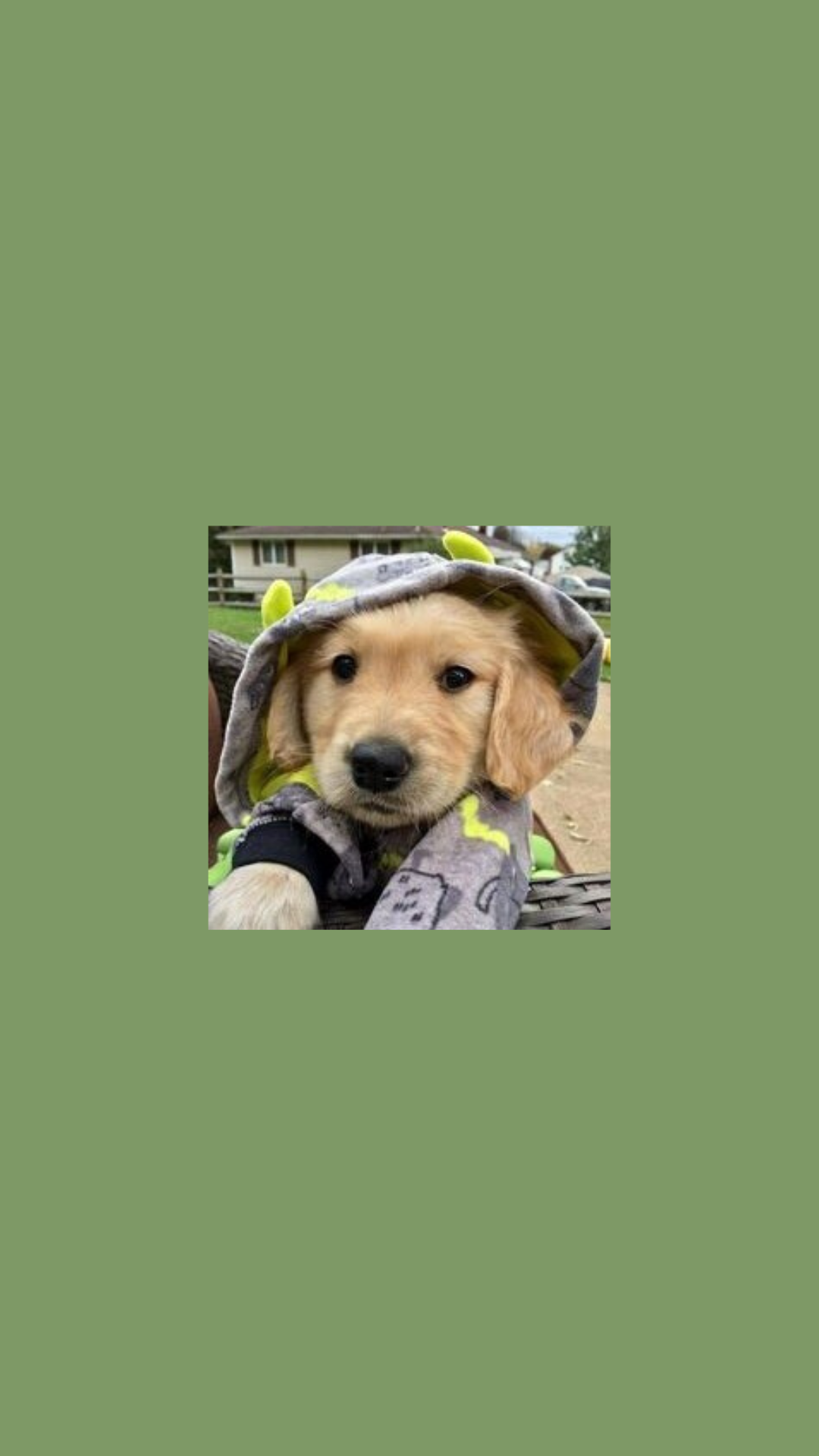 Golden Retriever, Welpe, Salbeigrün, Rahmen, Minimalismus, Full HD, Handy-Hintergrundbild