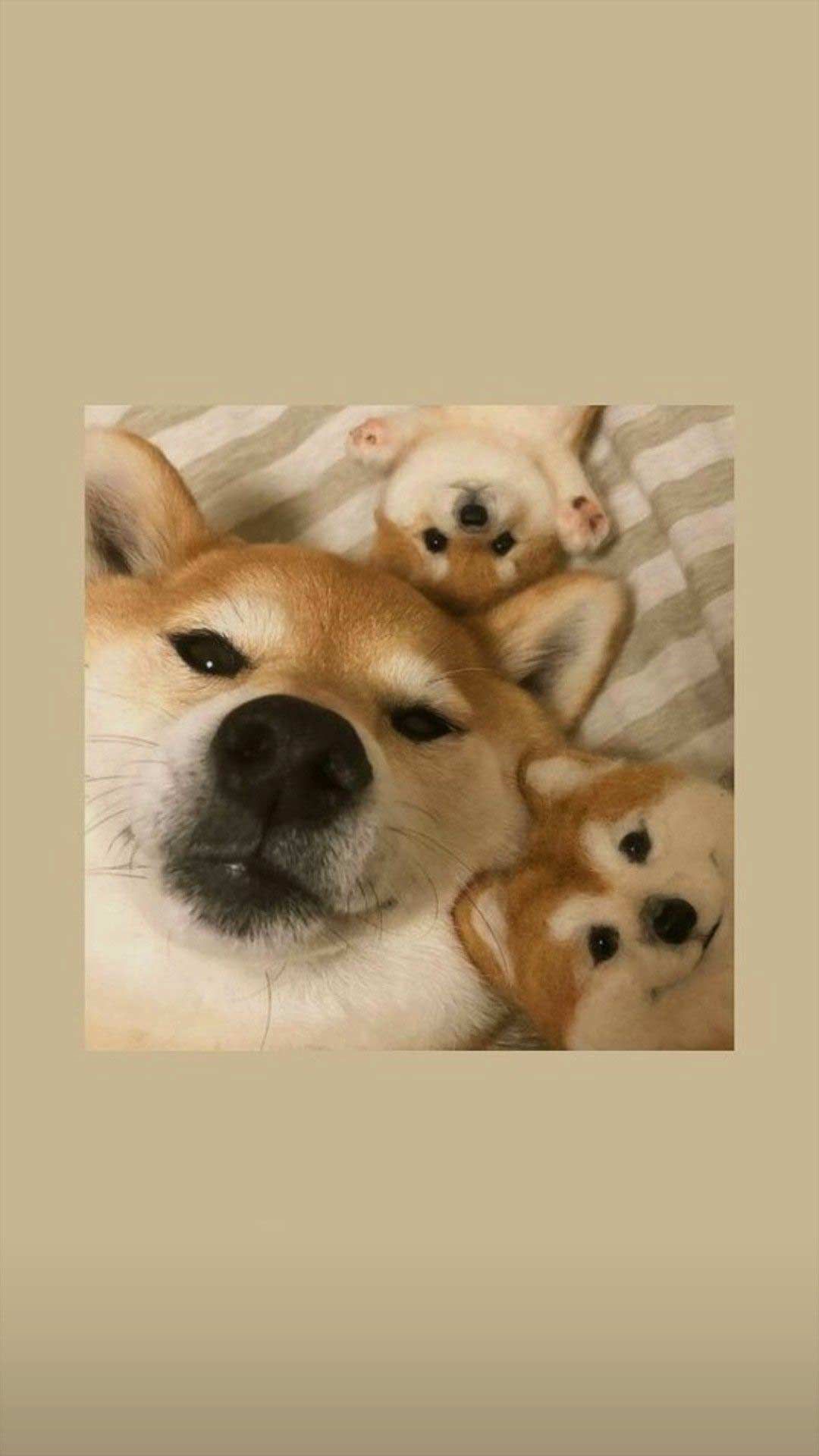 Shiba Inu, Welpen, Kuscheln, Beige, Rahmen, Full HD, Hintergrundbild fürs Handy