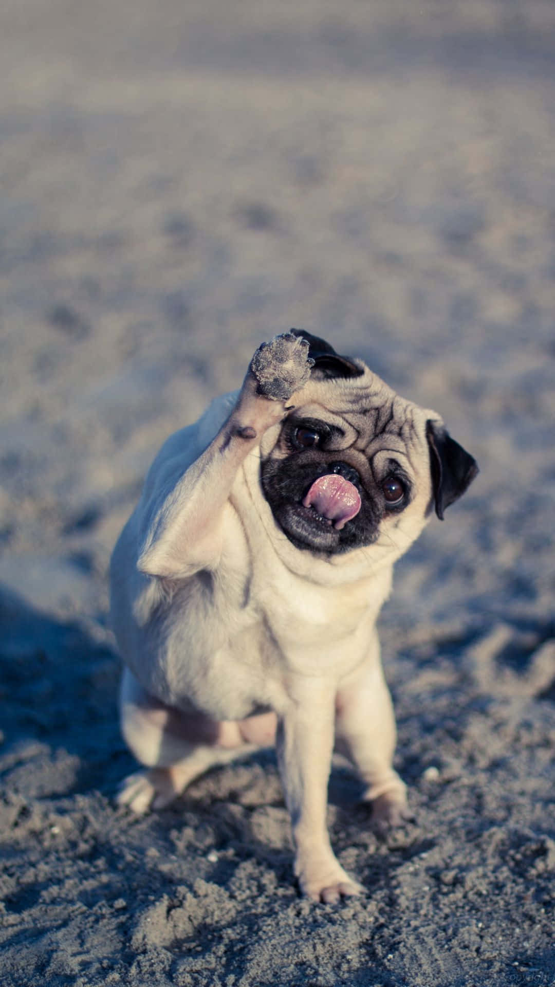 Mops, Zunge, Strand, Sand, Lustig, Full HD, Hintergrundbild fürs Handy