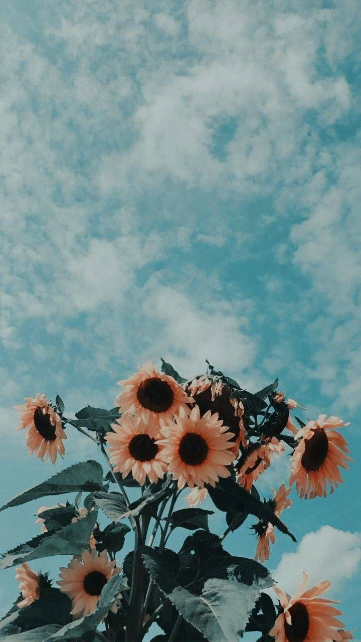 Sonnenblumen, Wolkenhimmel, Türkis, Blumen, HD, Hintergrundbild fürs Handy