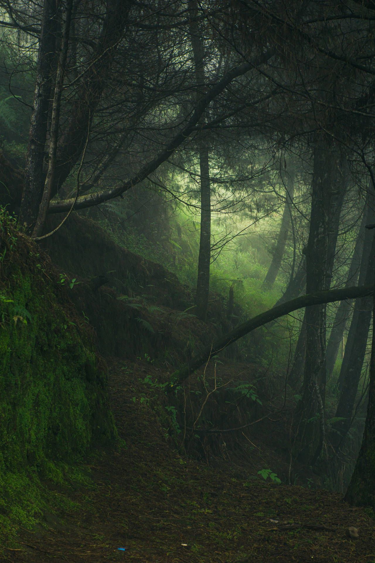Wald, Nebel, Bäume, Grün, Mystisch, Full HD, Hintergrundbild fürs Handy