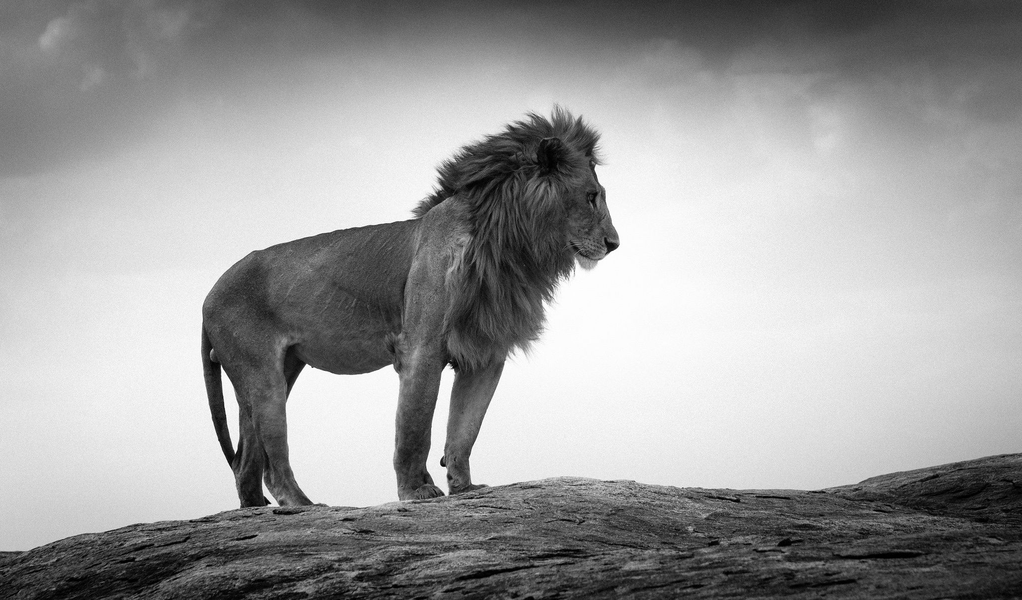Löwe, Felsen, Profil, Wolkenhimmel, Majestätisch, Full HD, Desktop-Hintergrund für Windows