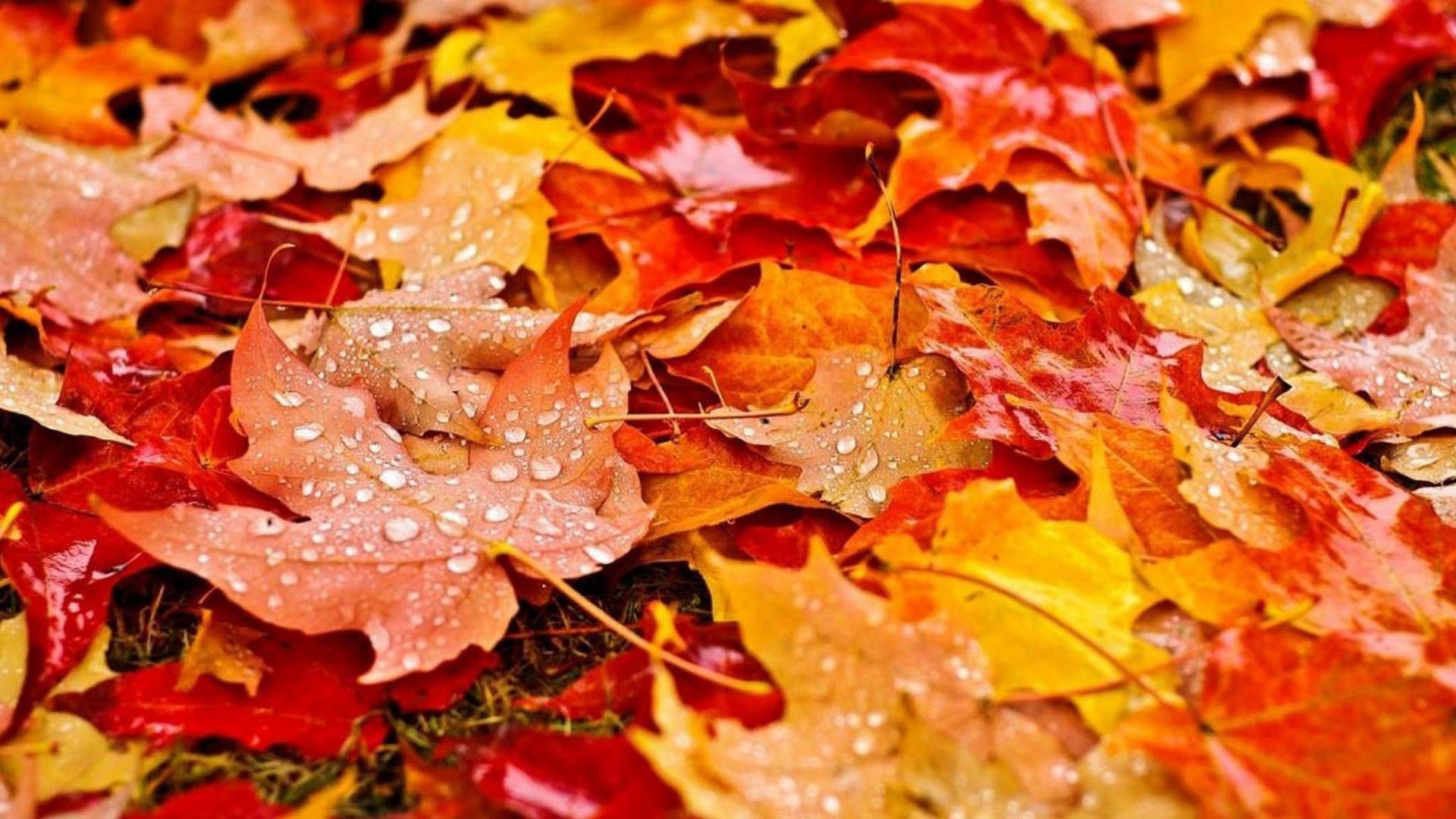 Herbstlaub, Ahornblätter, Wassertropfen, Rot, Orange, 16:9, Full-HD-Hintergrundbild für den Desktop