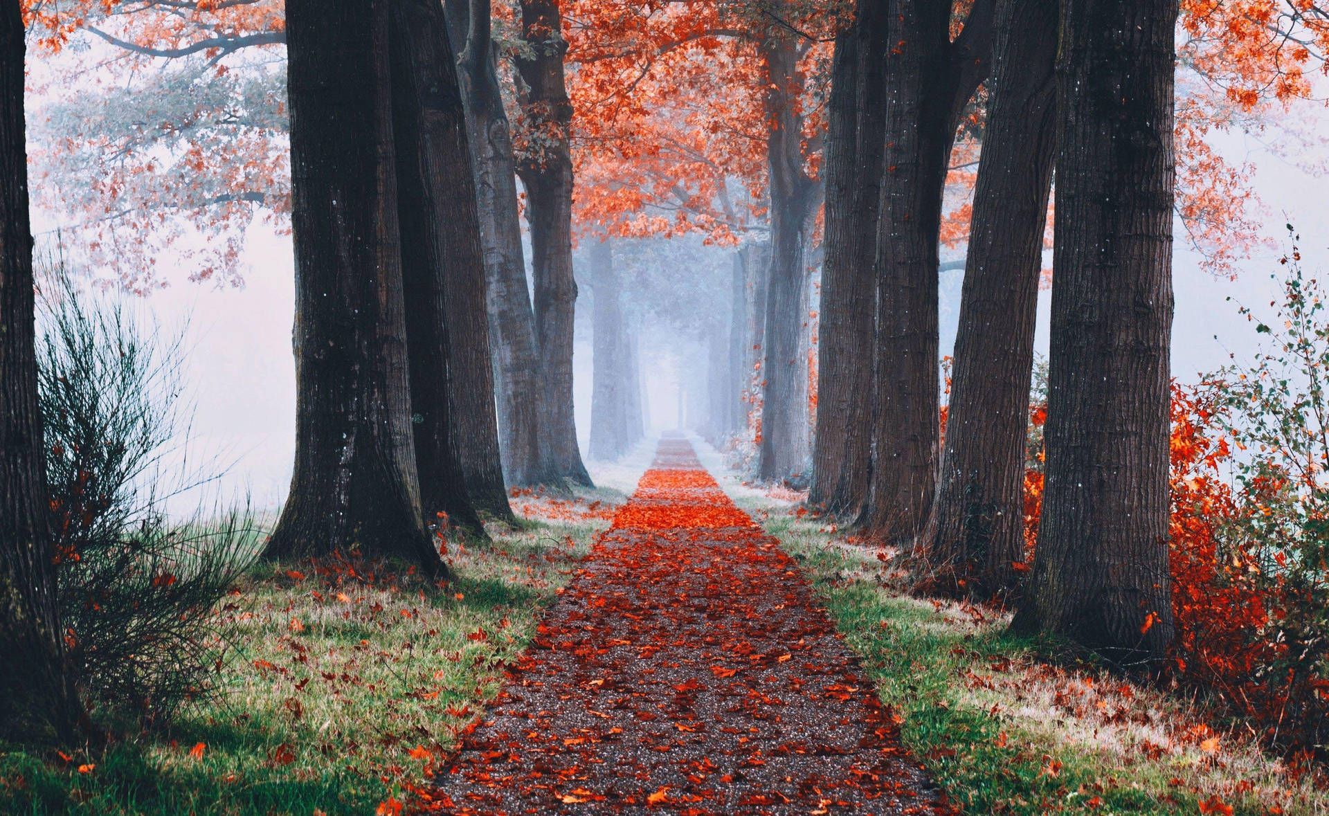 Allee, Herbstlaub, Bäume, Nebel, Weg, Full HD, Desktop-Hintergrund für Windows