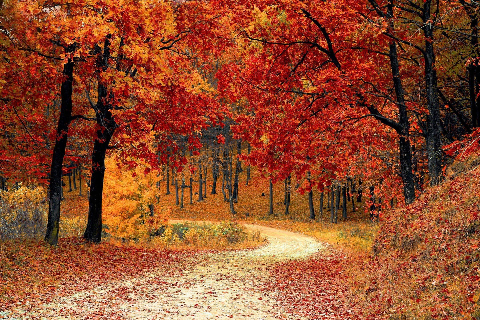 Waldweg, Herbstwald, Rotes Laub, Kurve, Herbst, Full HD, Desktop-Hintergrund für Windows