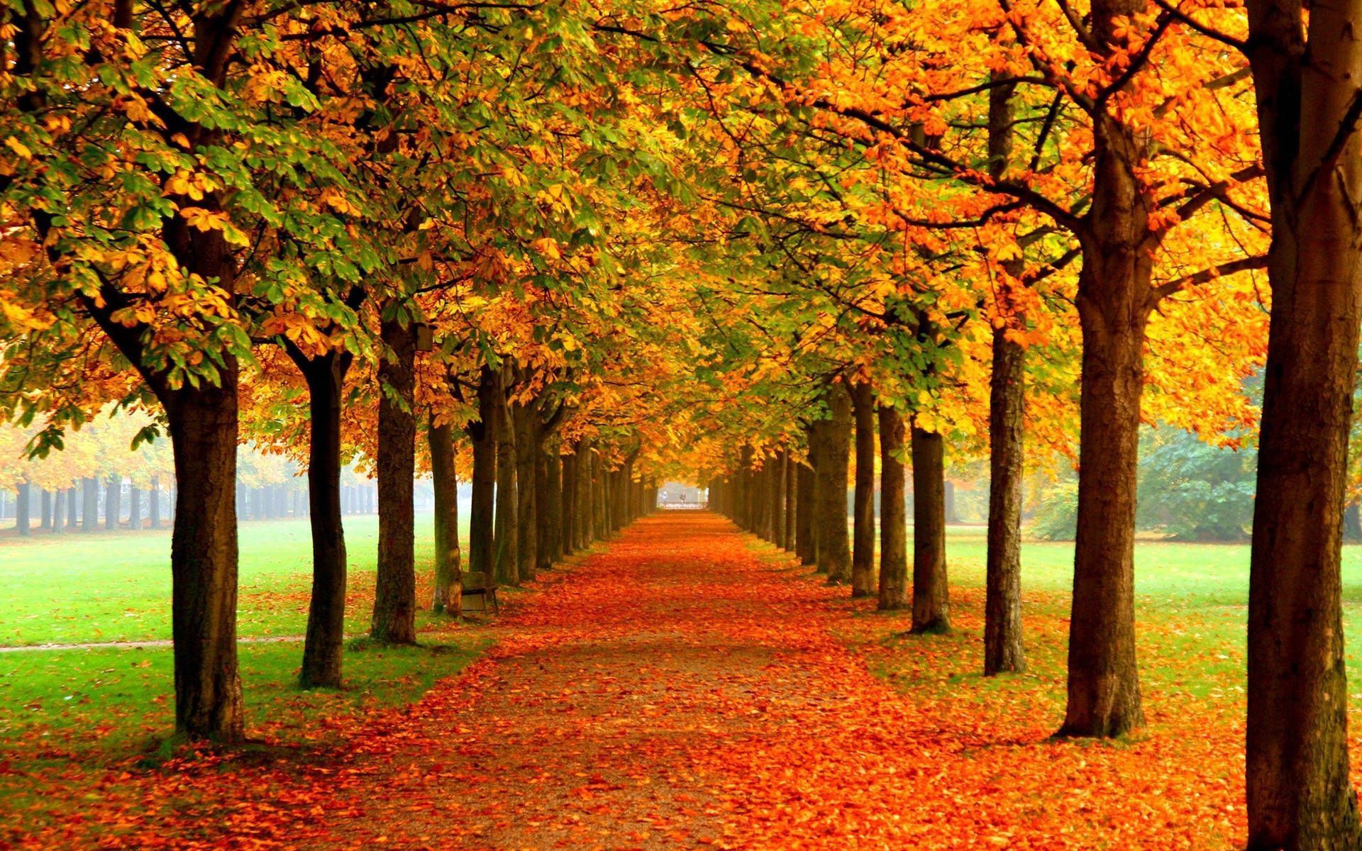 Allee, Herbstlaub, Park, Baumreihe, Laubteppich, Orange, Full HD, Desktop-Hintergrund
