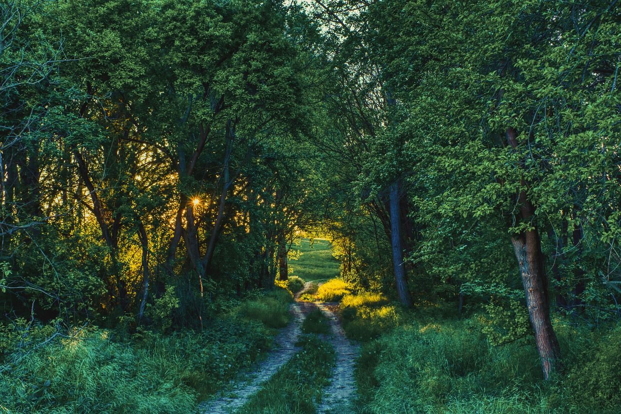 Waldweg, Grüner Wald, Sonnenlicht, Sommer, HD, Hintergrundbild für den PC