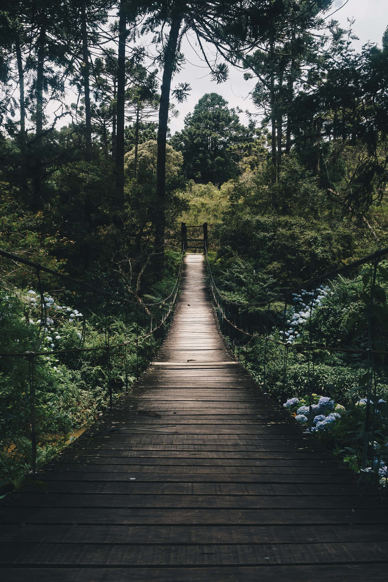 Holzsteg, Wald, Hochformat, Grün, Weg, Full HD, Hintergrundbild fürs Handy