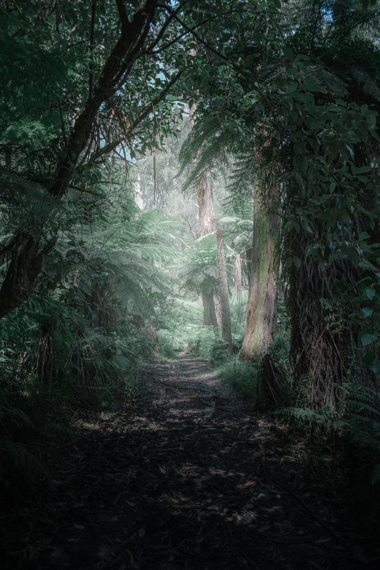 Waldweg, Dunkler Wald, Lichtung, Grün, Hochformat, Hintergrundbild für iPhone und Android