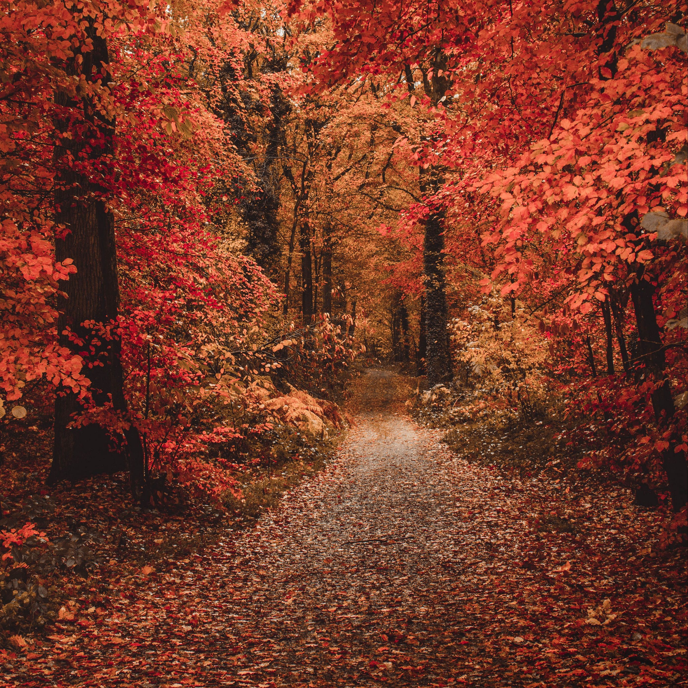 Waldweg, Herbstwald, Rotes Laub, Hochformat, 2K, Hintergrundbild fürs Tablet