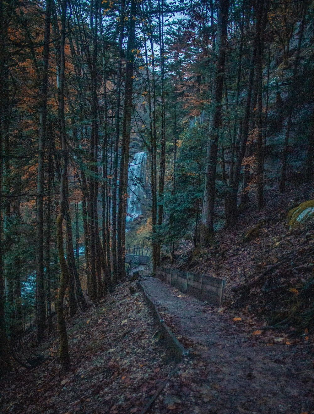 Waldpfad, Dunkel, Bäume, Herbst, Hochformat, Hintergrundbild für iPad und Tablet