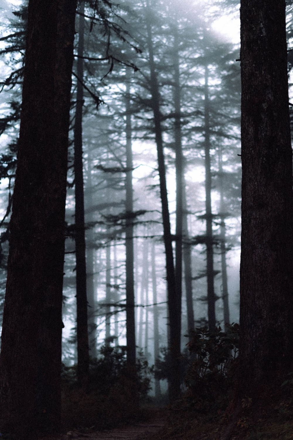 Kiefernwald, Nebel, Dunkel, Hochformat, Stimmungsvoll, HD, Sperrbildschirm fürs iPhone