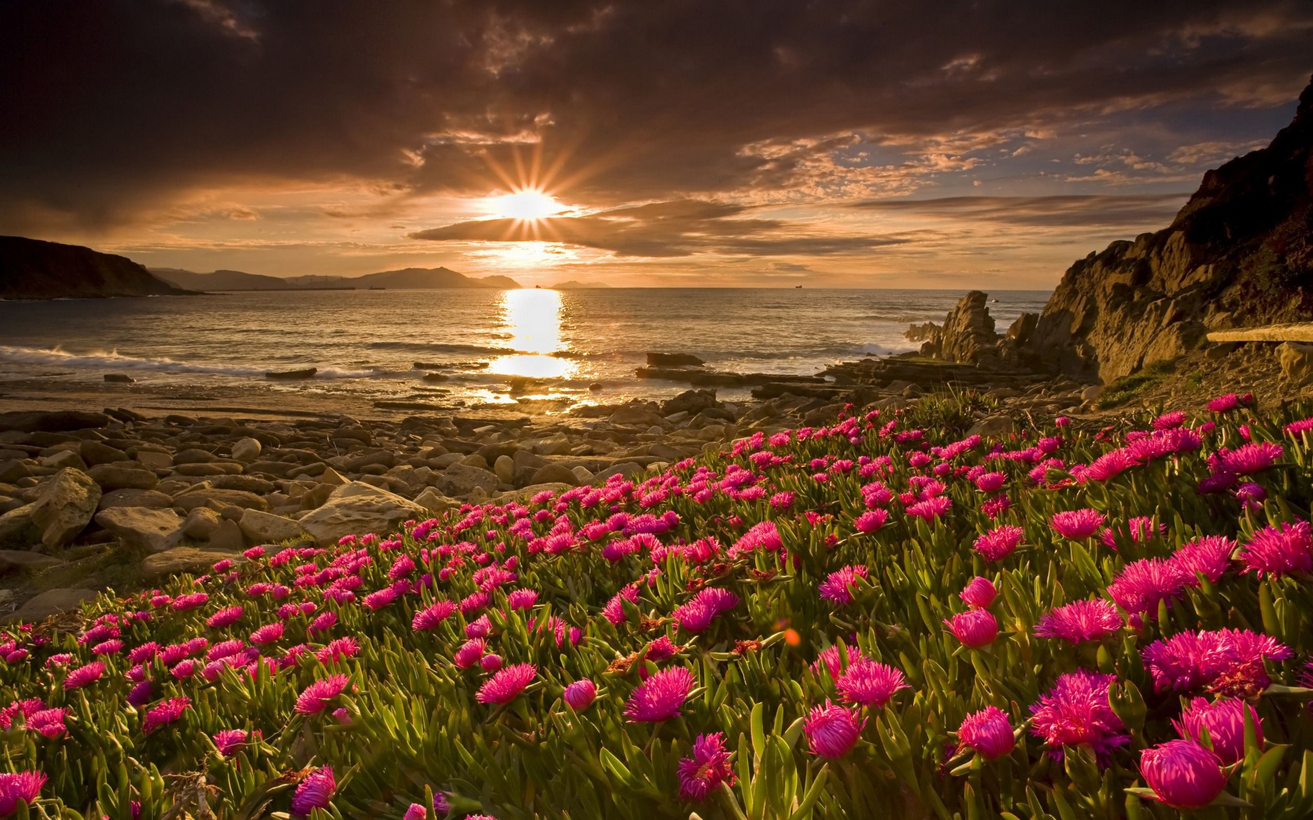 Küste, Sonnenuntergang, Pinke Blumen, Felsen, Sonnenstrahlen, Mittagsblumen, 2K Wallpaper
