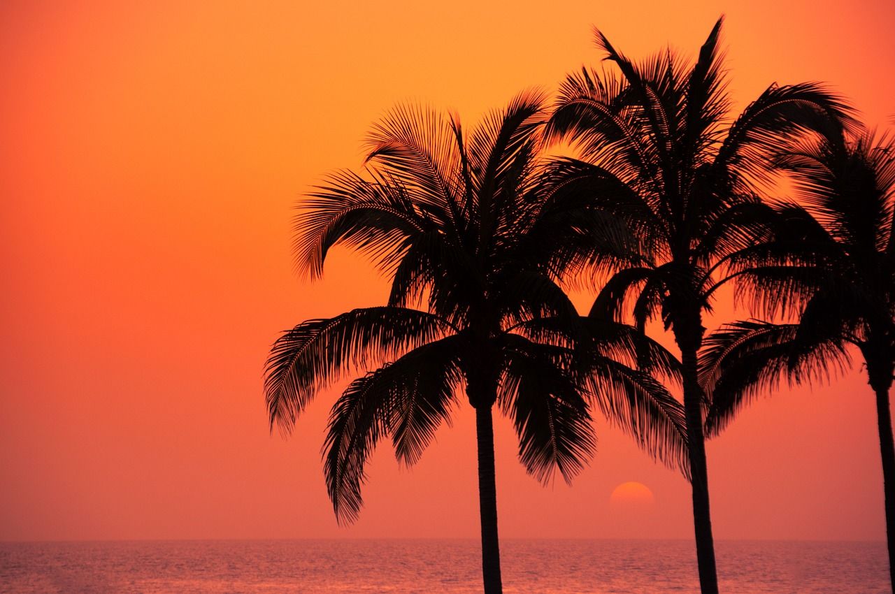 Palmen, Silhouette, Sonnenuntergang, Orangefarbener Himmel, Tropisch, HD-Hintergrundbild für PC