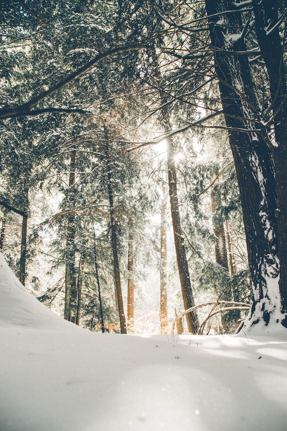 Wald, Schnee, Sonnenlicht, Kiefern, Winter, Hochformat, Hintergrundbild fürs Smartphone