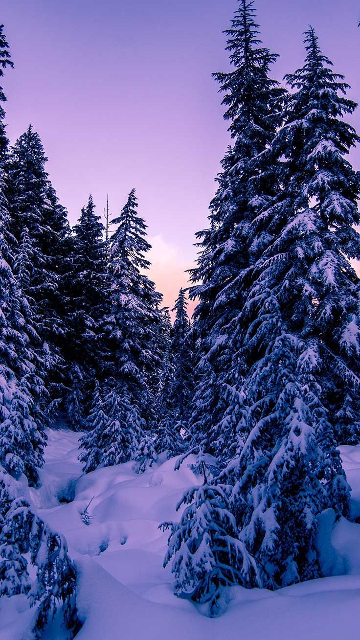Verschneite Tannen, Lila Himmel, Dämmerung, Winterwald, HD, Handy-Hintergrund im Hochformat