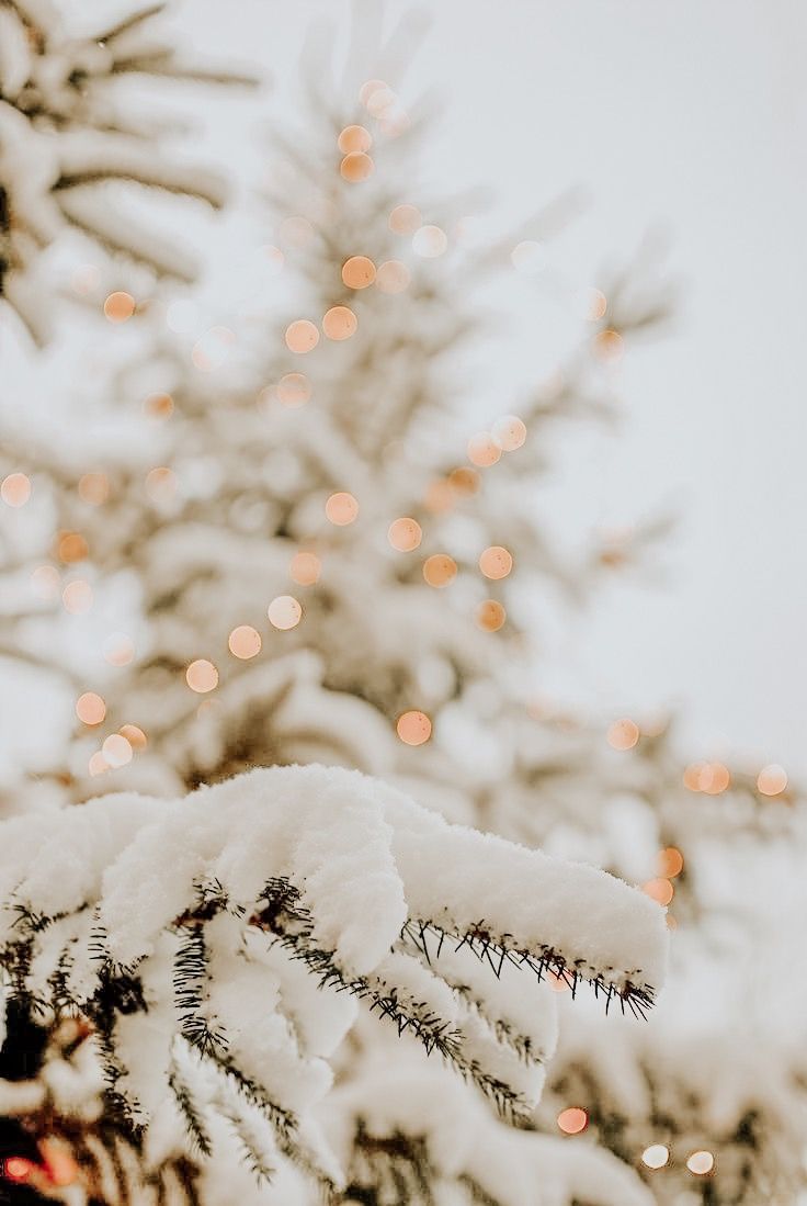 Tannenzweig, Schnee, Bokeh, Nahaufnahme, HD, Hintergrundbild fürs Tablet