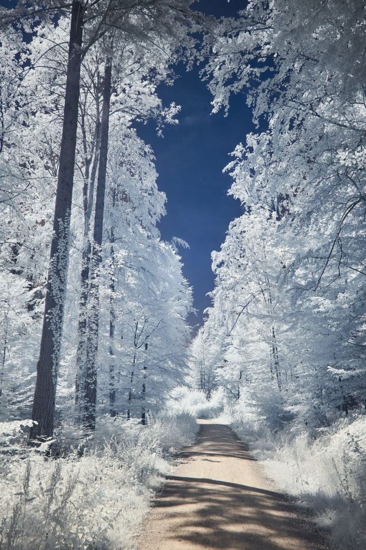 Raureif, Waldweg, Weiße Bäume, Winterwald, Hintergrundbild für iPhone und Android