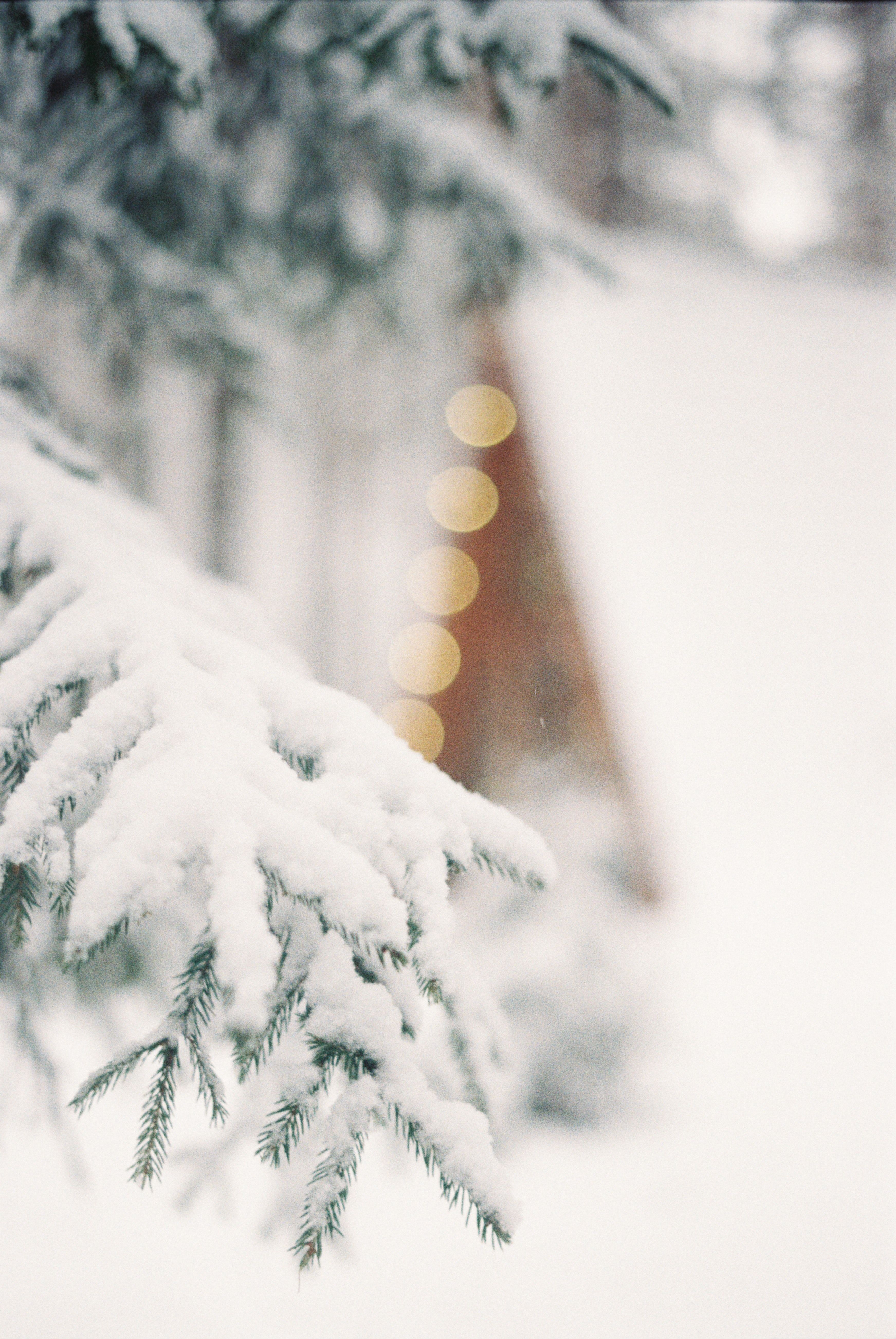 Tannenzweig, Schnee, Bokeh, Hell, QHD+, Hintergrundbild fürs Tablet