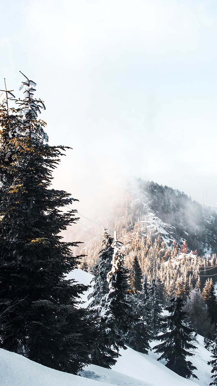 Tannen, Nebel, Verschneiter Hang, Winterwald, HD, Hintergrundbild fürs Handy