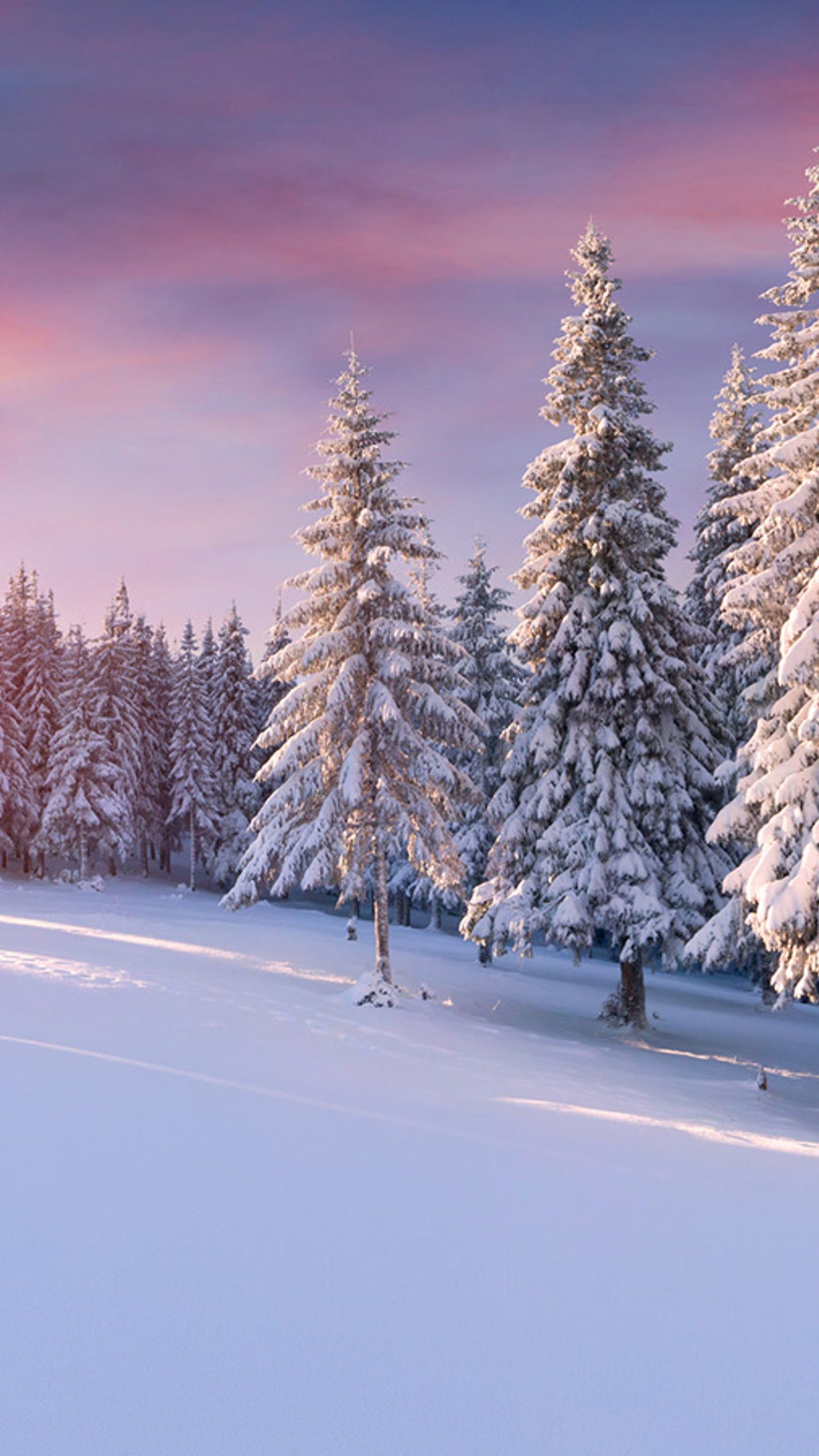 Verschneite Tannen, Abendrot, Winterwald, Pastellfarben, Sperrbildschirm fürs iPhone