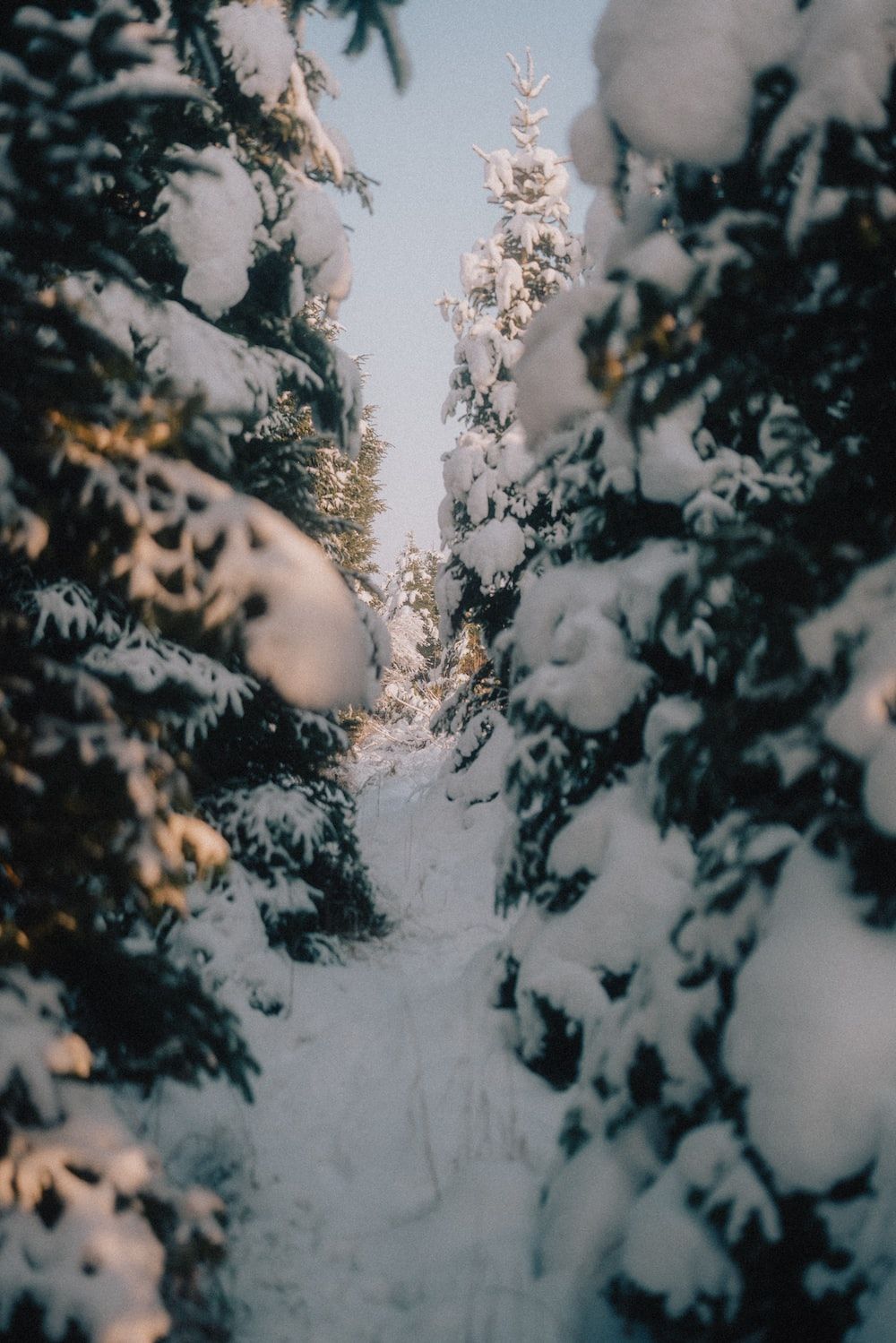 Verschneite Tannen, Waldweg, Winterwald, Nahaufnahme, HD, iPad-Hintergrundbild