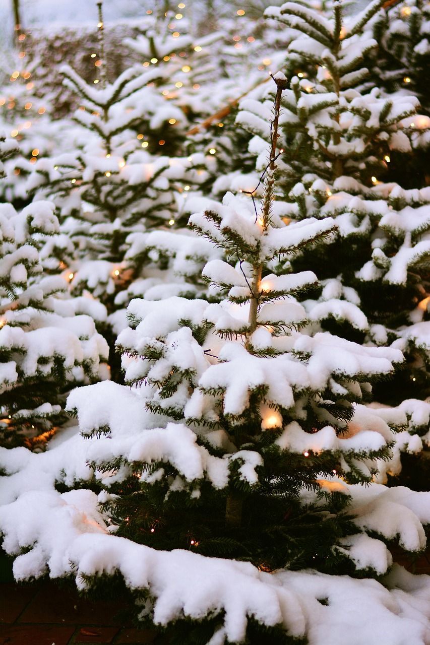 Verschneite Tannen, Tannenschonung, Winter, HD, Handy-Hintergrund im Hochformat