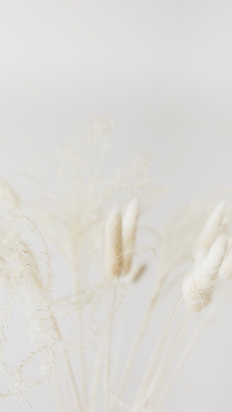 Trockenblumen, Weiß, Creme, Minimalistisch, HD, Handy-Hintergrund im Hochformat