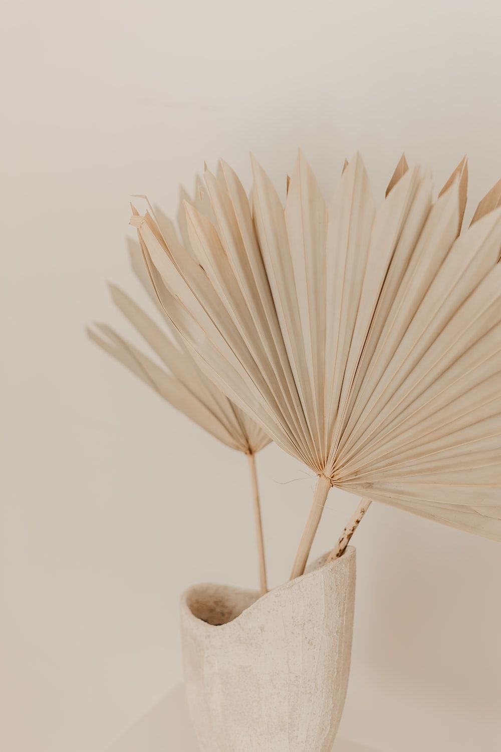 Palmblatt, Vase, Getrocknete Pflanze, Beige, HD, Sperrbildschirm fürs iPhone