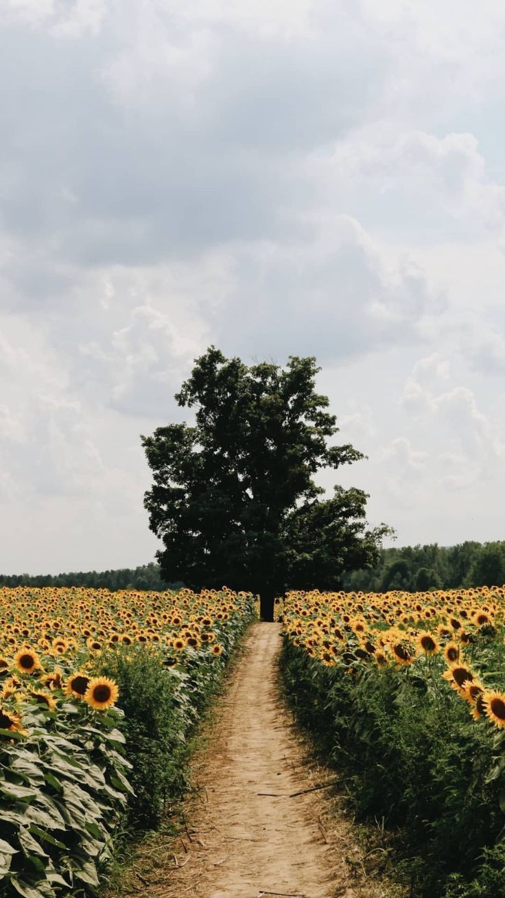 Sonnenblumenfeld, Feldweg, Einzelner Baum, Wolken, Sommer, HD, Handy-Hintergrund