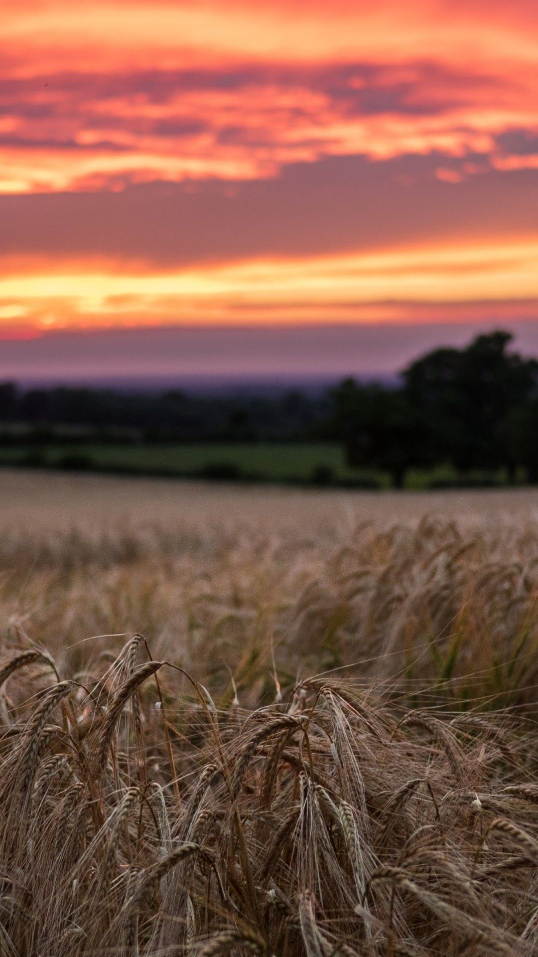 Getreidefeld, Sonnenuntergang, Abendrot, Bäume, Ernte, Hochformat, Hintergrundbild fürs Smartphone