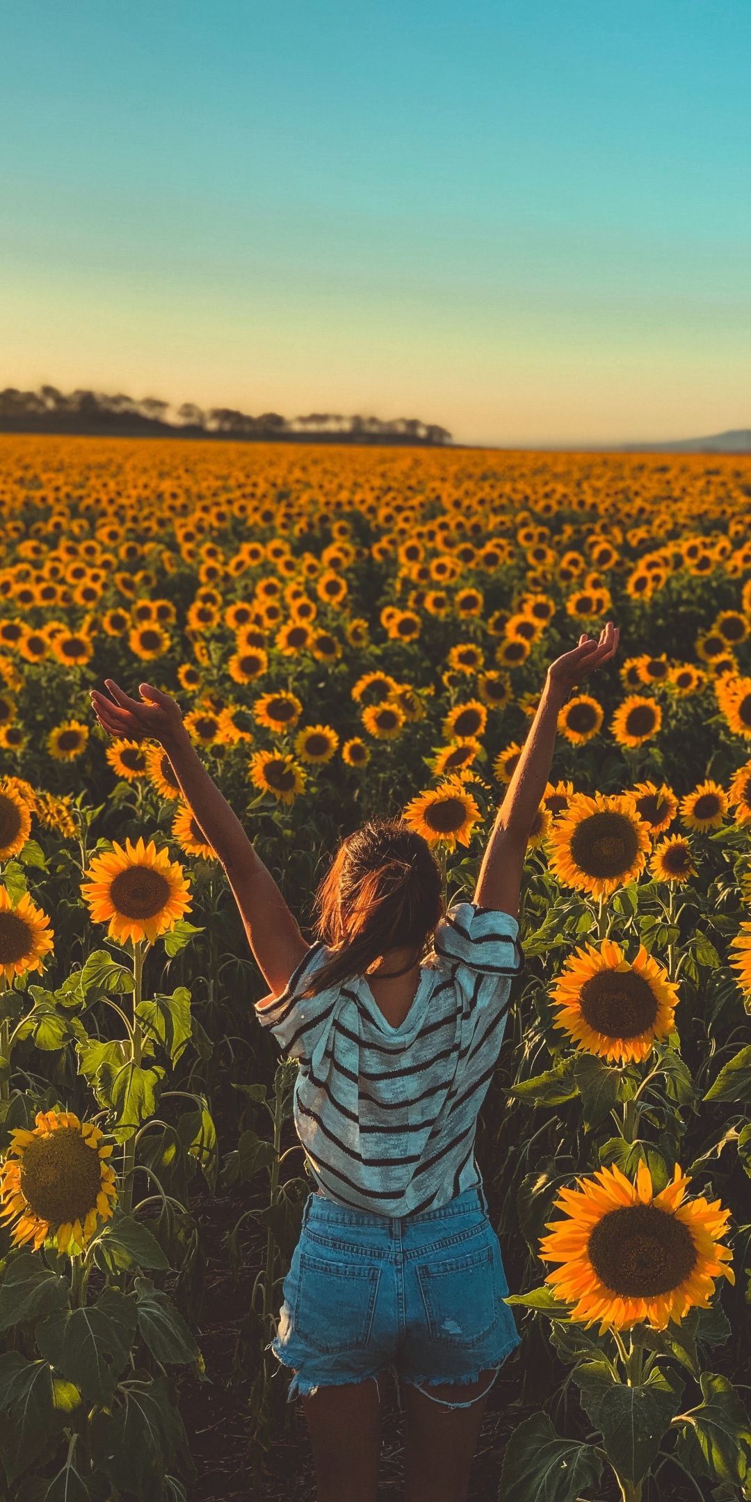 Sonnenblumenfeld, Frau, Sonnenblumen, Sommer, Blauer Himmel, Hintergrundbild fürs Handy