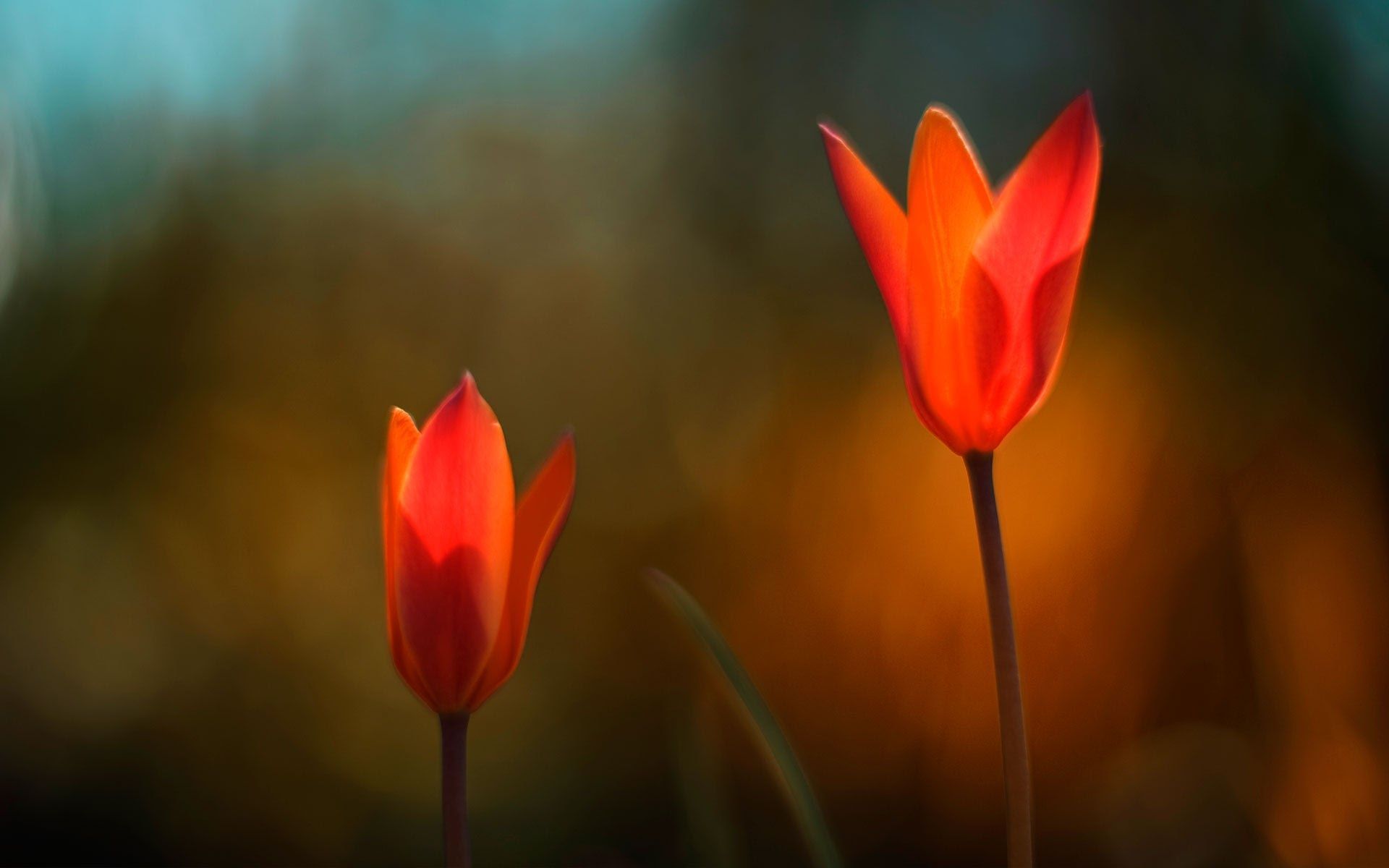 Tulpen, Rote Tulpen, Makro, Unscharfer Hintergrund, Blumen, Full HD Wallpaper