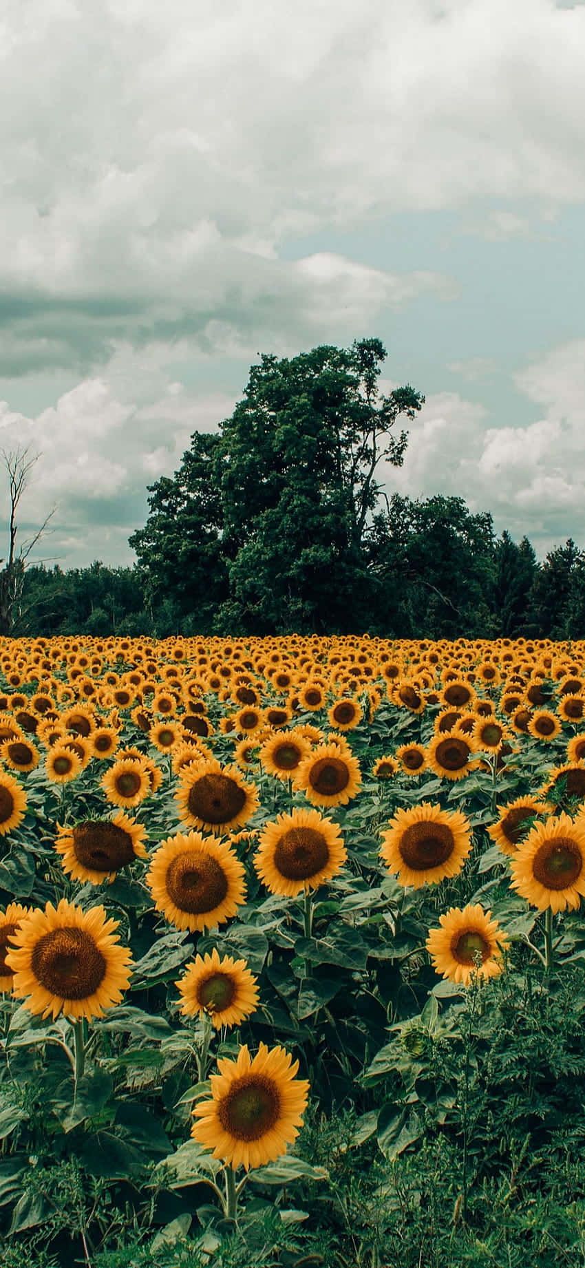 Sonnenblumenfeld, Bäume, Bewölkter Himmel, Sonnenblumen, Sommer, HD, iPhone-Hintergrundbild
