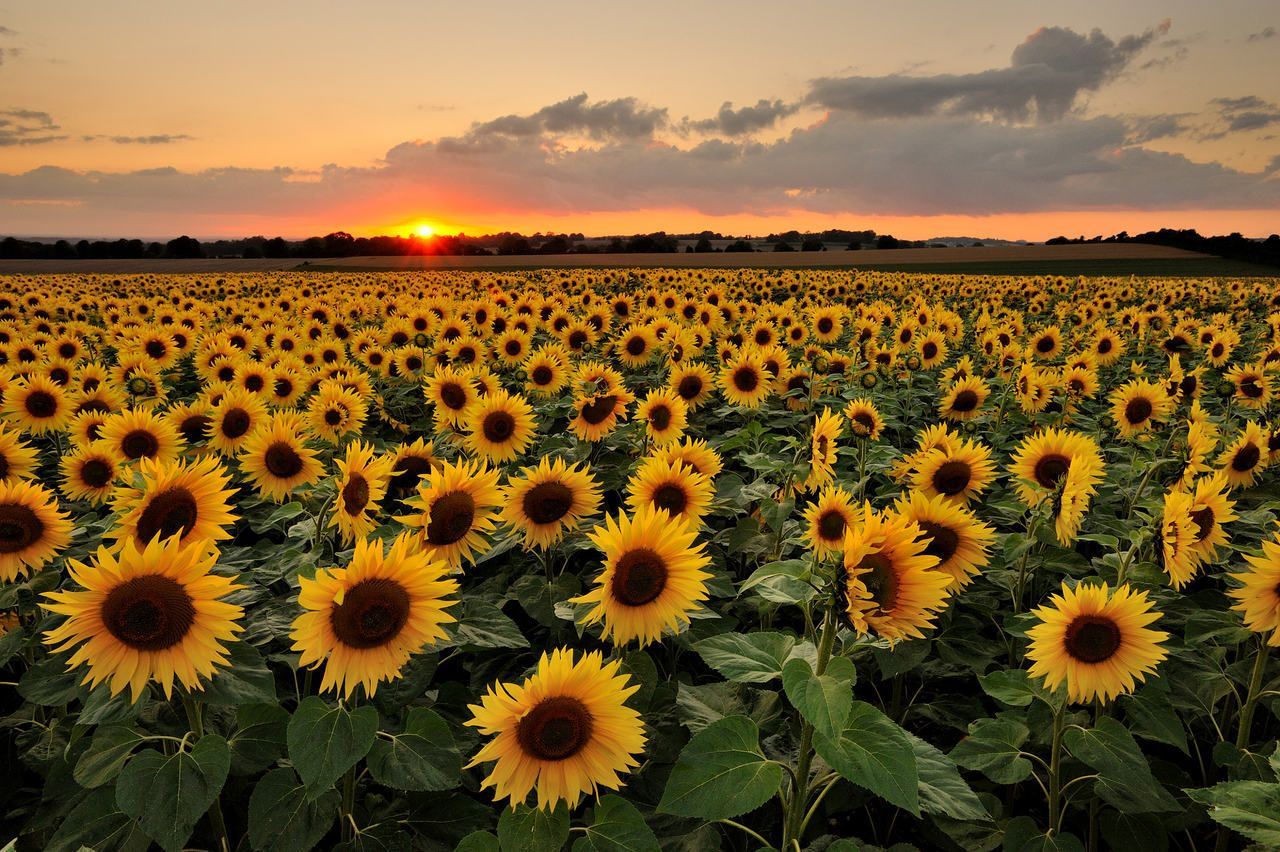 Sonnenblumenfeld, Sonnenuntergang, Sonnenblumen, Abendhimmel, Horizont, HD, Windows-Hintergrundbild